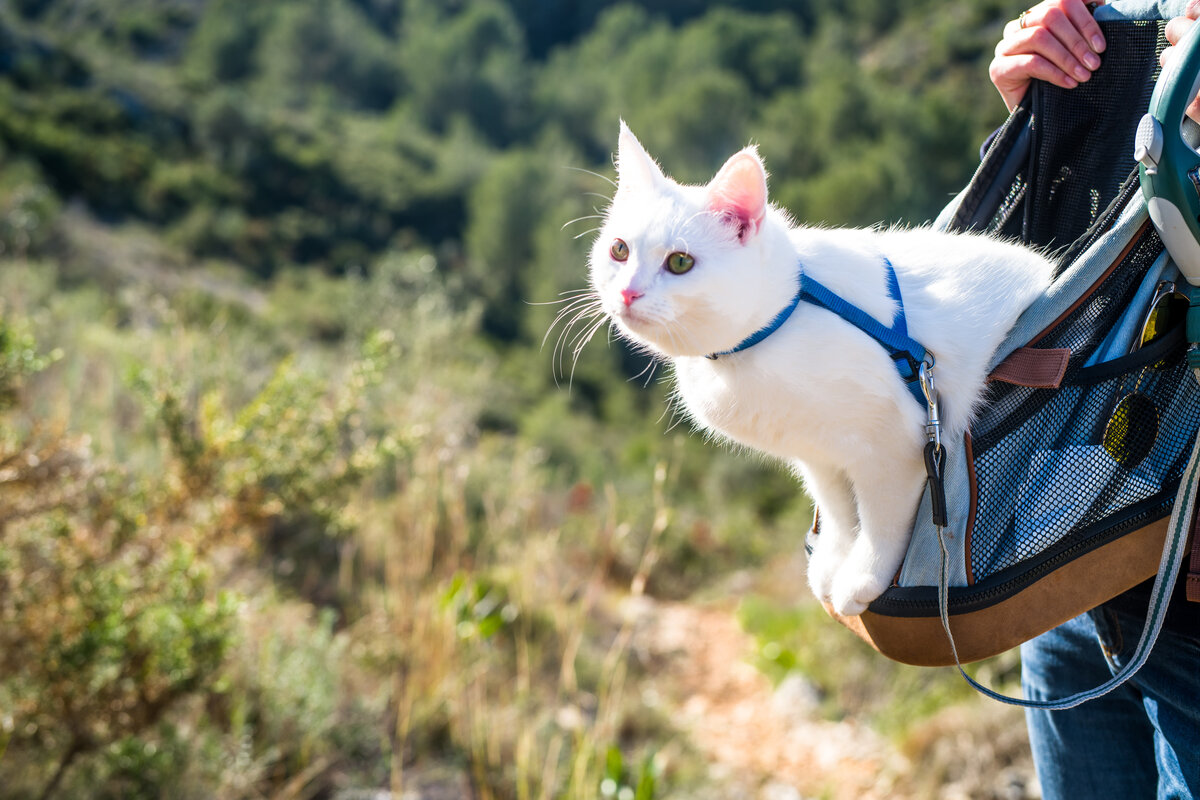 The bird cat-astrophe