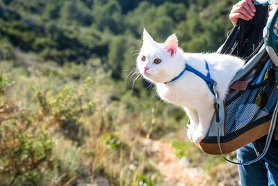 The bird cat-astrophe