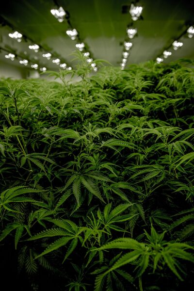 Richardson pushes for city bylaws on grow-ops