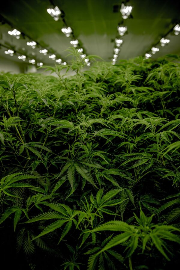 Richardson pushes for city bylaws on grow-ops