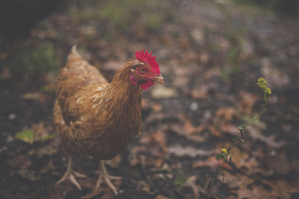 City supports two year trial program for urban chicken coops