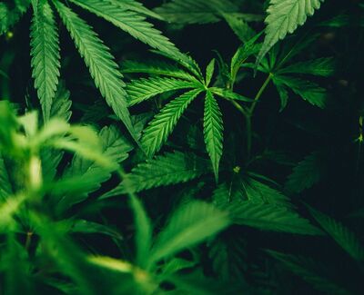 Cannabis cultivation, processing bylaw changes almost complete