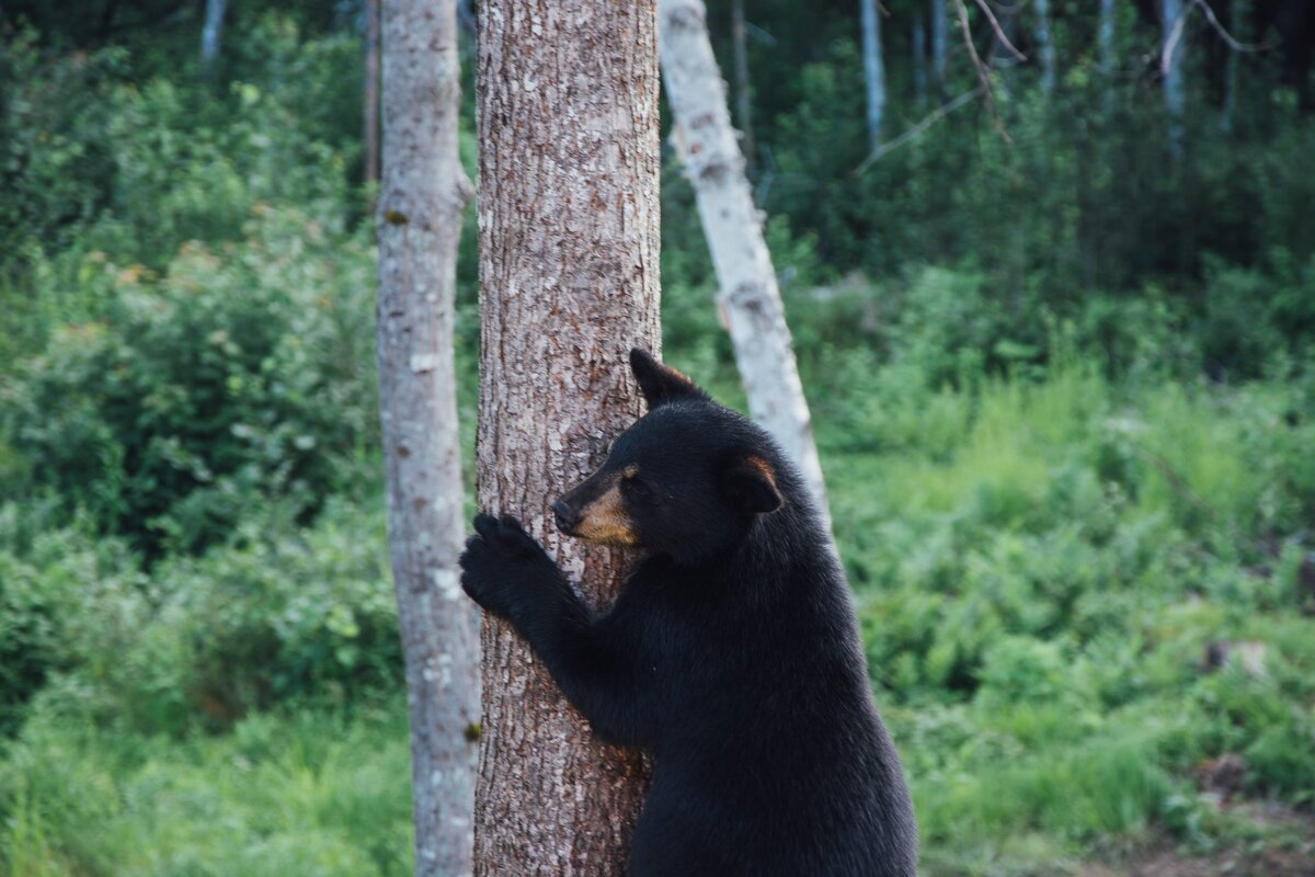 Bear seen in north end of Lindsay