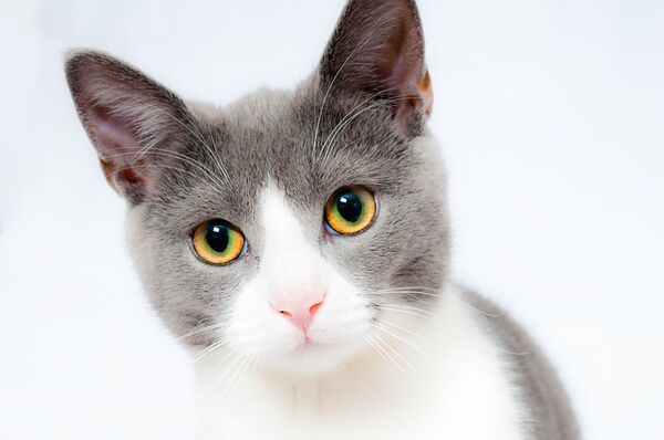 Championship and household pet cat show to be held this month in Lindsay