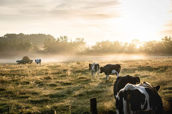 Shrink your carbon ‘foodprint’