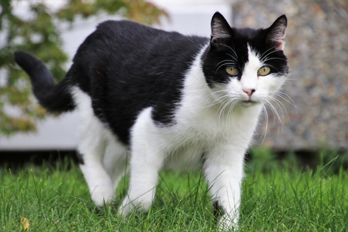 We need to talk about cats