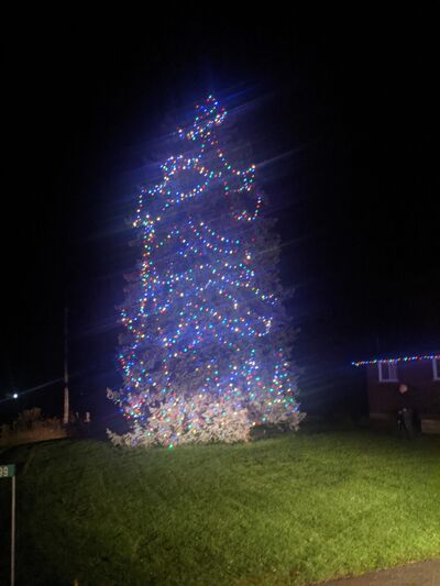 End of an era for well-known local Christmas tree