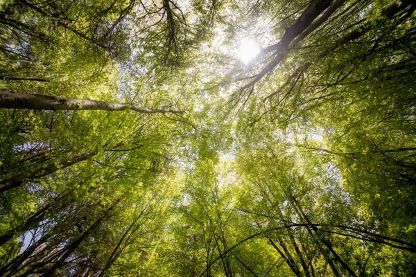 Canopy Project Kawartha Lakes launches new school canopy fundraising campaign