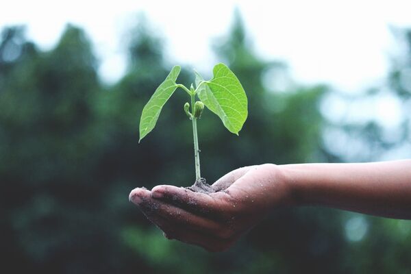 Commonwell offers residents free $50 vouchers to get your garden growing