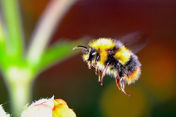 Kawartha Lakes’ fourth annual Bee A Hero Garden Challenge open for submissions