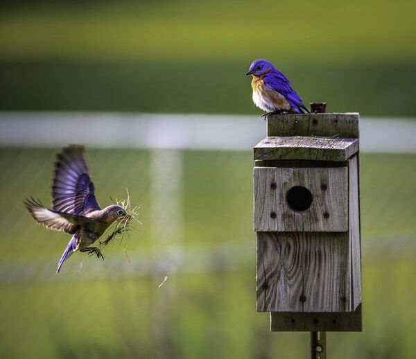 Kawartha Lakes achieves Bird Friendly City certification
