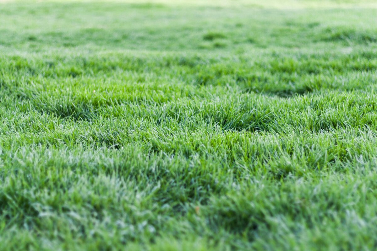 The green, green grass of home
