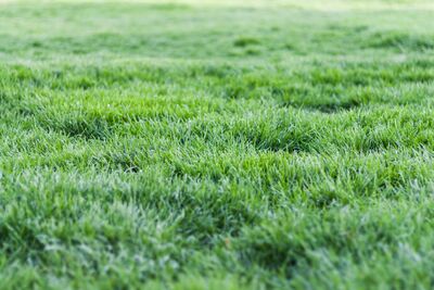 The green, green grass of home