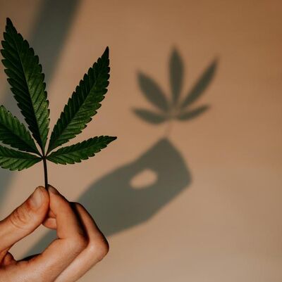 Cannabis vs. drinking
