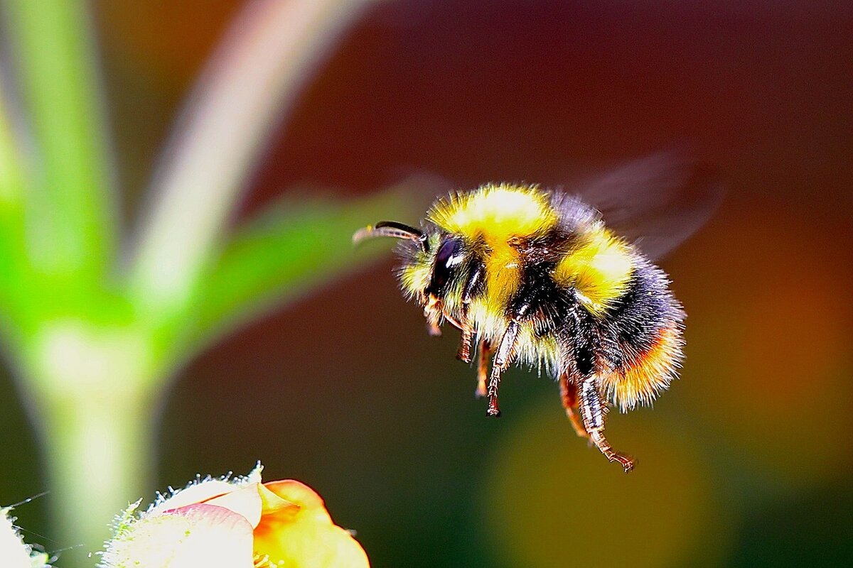 City celebrates first year as official “Bee City”