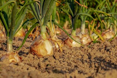 Fleming's sustainable agriculture program sees big increase in international students