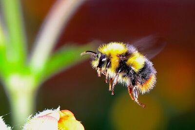 Be pollinator friendly: Free event in October