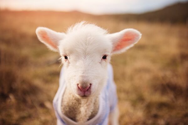 Popular Wool Day event in Fenelon Falls to be considered for grant