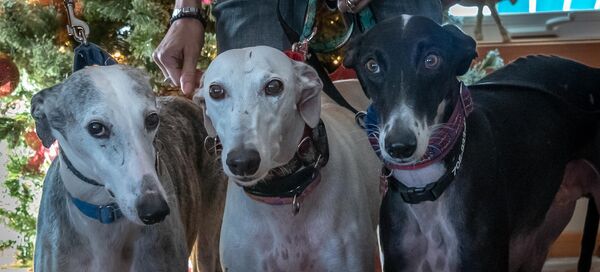 Fundraiser in Bobcaygeon for National Galgo adoption