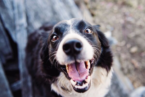 Personal Injury Law: Summer safety series -- dog bites