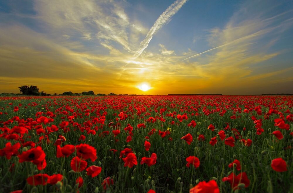 Remembrance Day Events throughout Kawartha Lakes