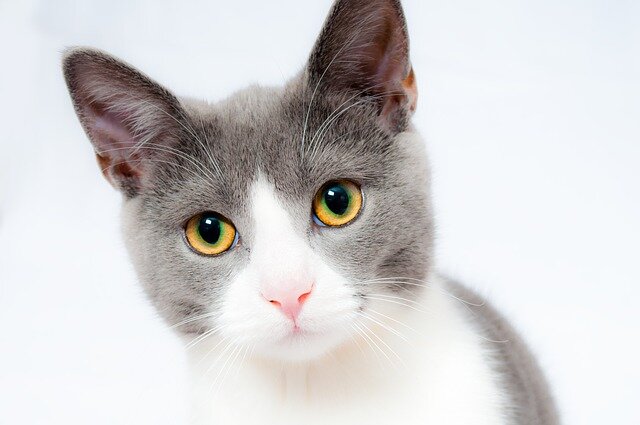 Humane Society raises money with cupcakes for animals in need