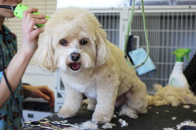 Why are politicians uninterested in animal grooming as essential service?