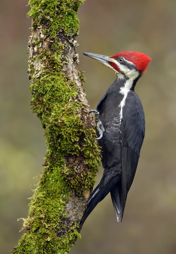 Sheltering at home means a chance to observe our birds of Kawartha Lakes