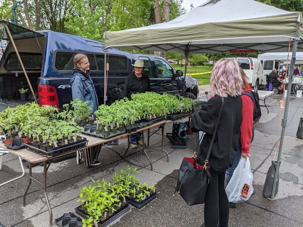 ‘An outdoor grocery store:’ Lindsay Farmers Market re-opens